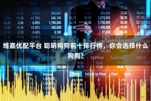 维嘉优配平台 聪明狗狗前十排行榜，你会选择什么狗狗?